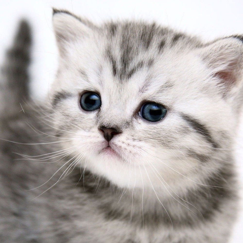 Meet your Posher, Mina